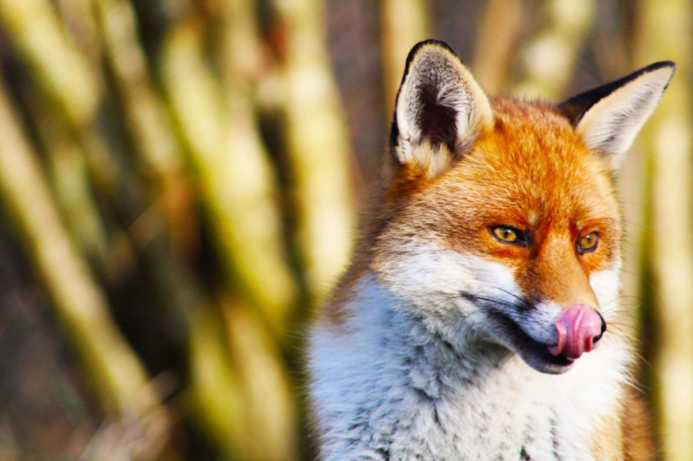 1st-The Hunt by Poppy Mccollum